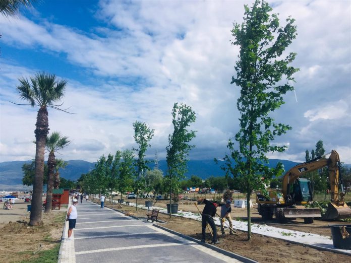 Balıkesir Büyükşehir Belediyesi Edremit Altınkum bölgesinde 80 çınar ağacı ve 30 palmiyeyi toprakla buluşturuldu