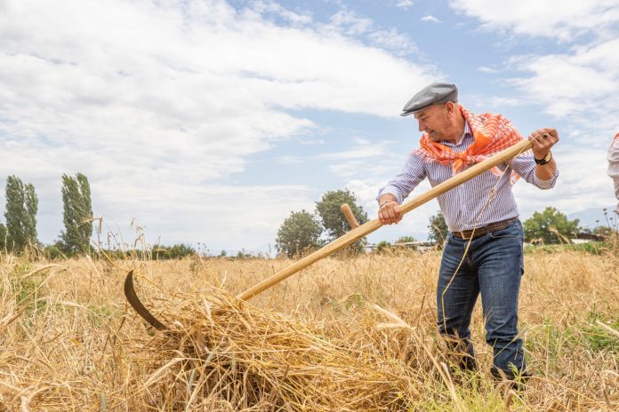 İzmir Büyükşehir Belediye Başkanı Tunç Soyer Ödemiş ve Tire’de ilk karakılçık buğdayı hasadına katıldı